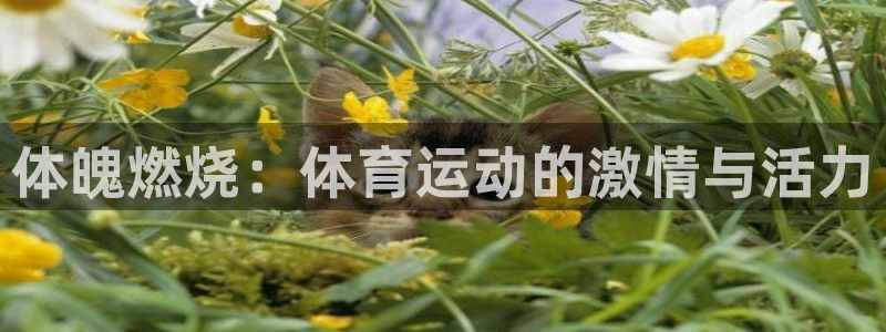 678体育知识：体魄燃烧：体育运动的激情与活力